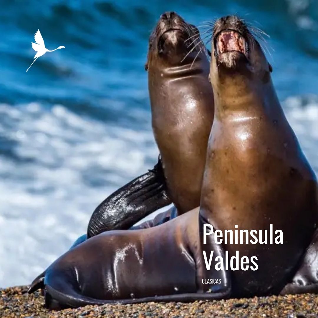 Tour a Península Valdés (Low Cost) - Imagen 13