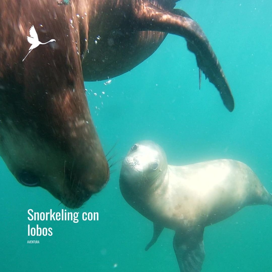 Snorkeling con Lobos Marinos en Punta Loma Shore Excursion - Imagen 7