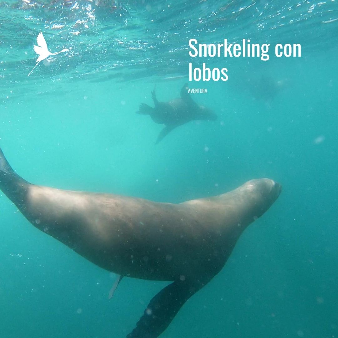Snorkeling con Lobos Marinos en Punta Loma Shore Excursion - Imagen 6