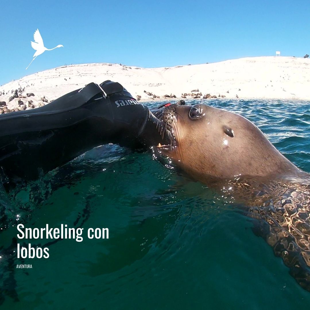 Snorkeling con Lobos Marinos en Punta Loma Shore Excursion - Imagen 3
