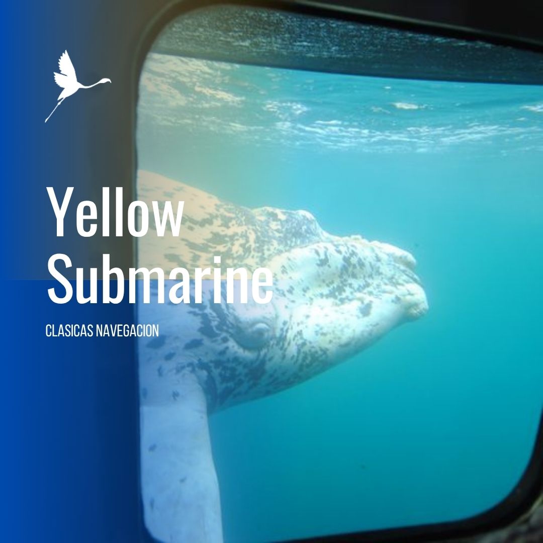 Solo Ballenas: Traslado a Puerto Pirámides con Doradillo - Imagem 21