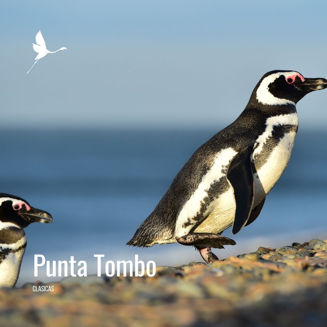 Punta Tombo con Valle Inferior - Imagem 3