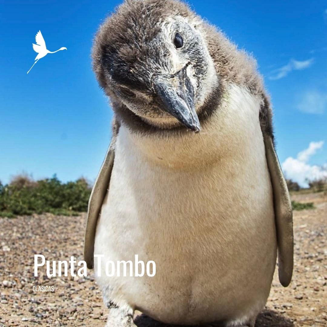 Punta Tombo con Valle Inferior - Imagem 6