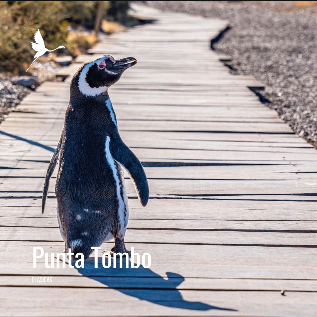 Punta Tombo con Valle Inferior - Imagem 7