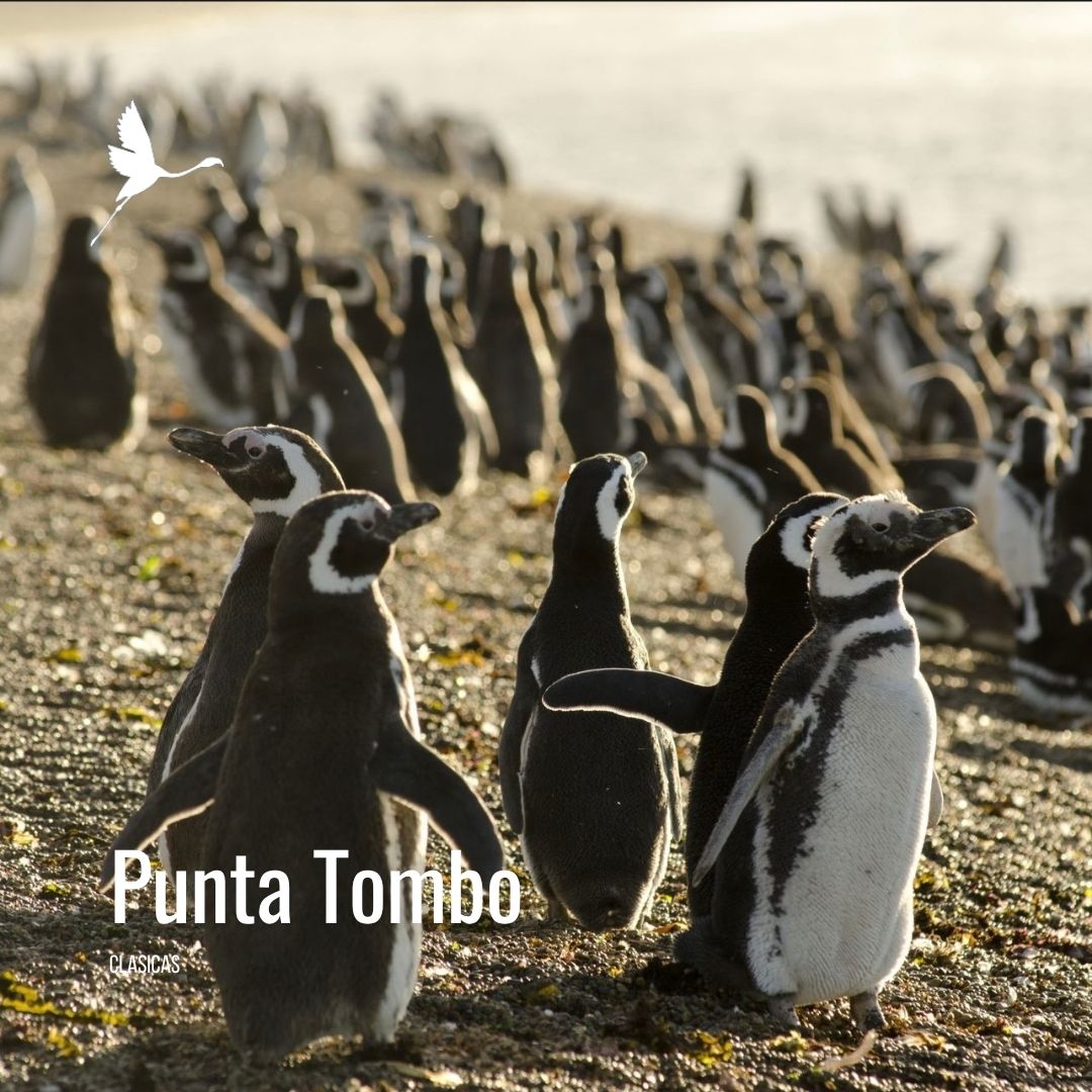 Punta Tombo con Valle Inferior - Imagem 8