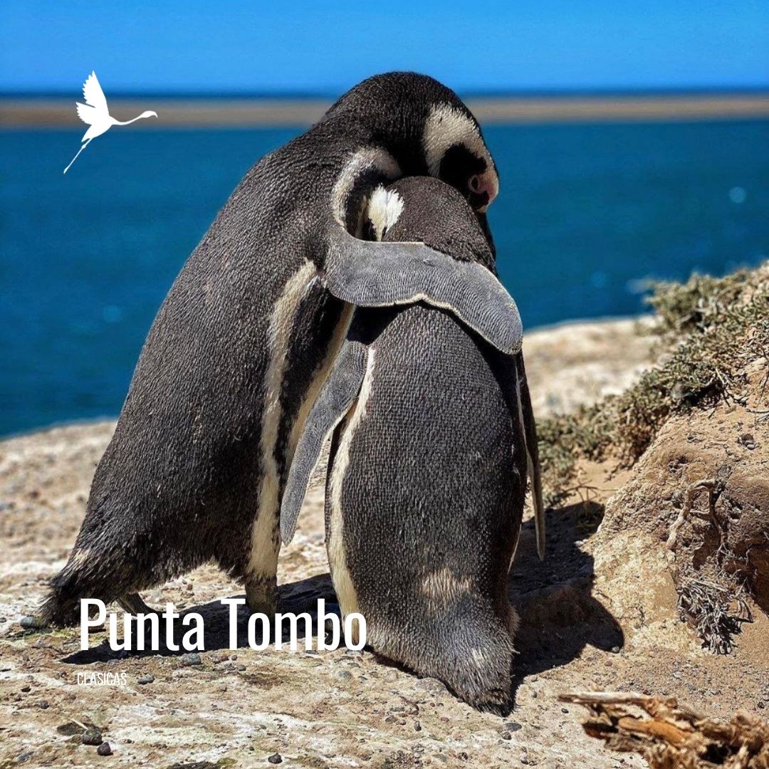 Punta Tombo con Valle Inferior - Imagem 9