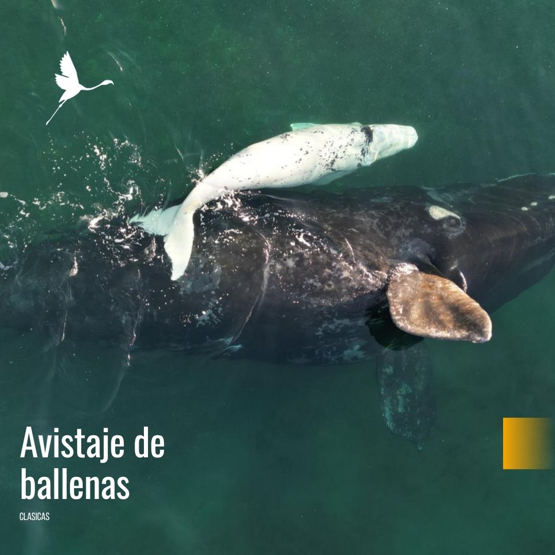 Solo Ballenas: Traslado a Puerto Pirámides con Doradillo - Imagem 4