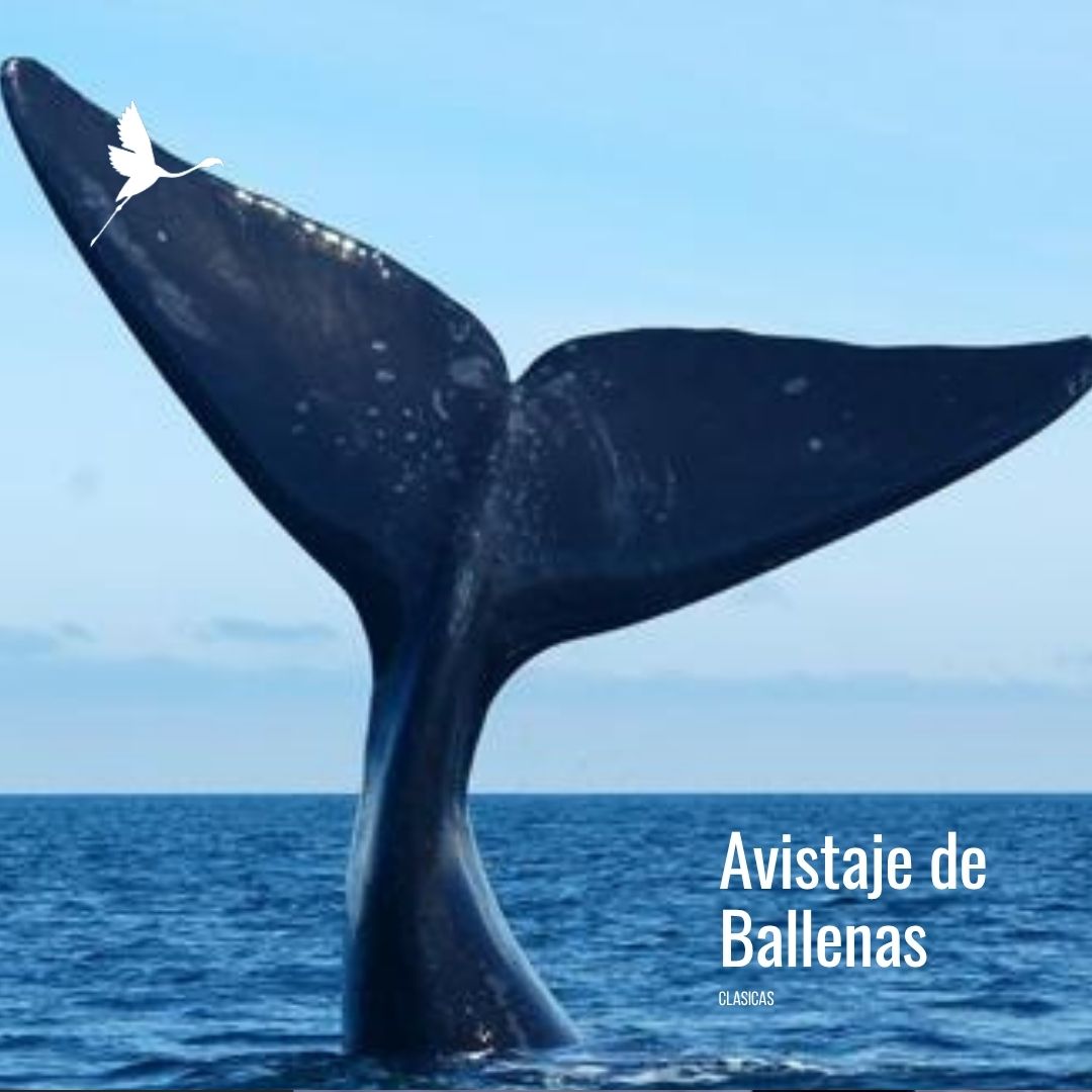 Solo Ballenas: Traslado a Puerto Pirámides con Doradillo - Imagem 5