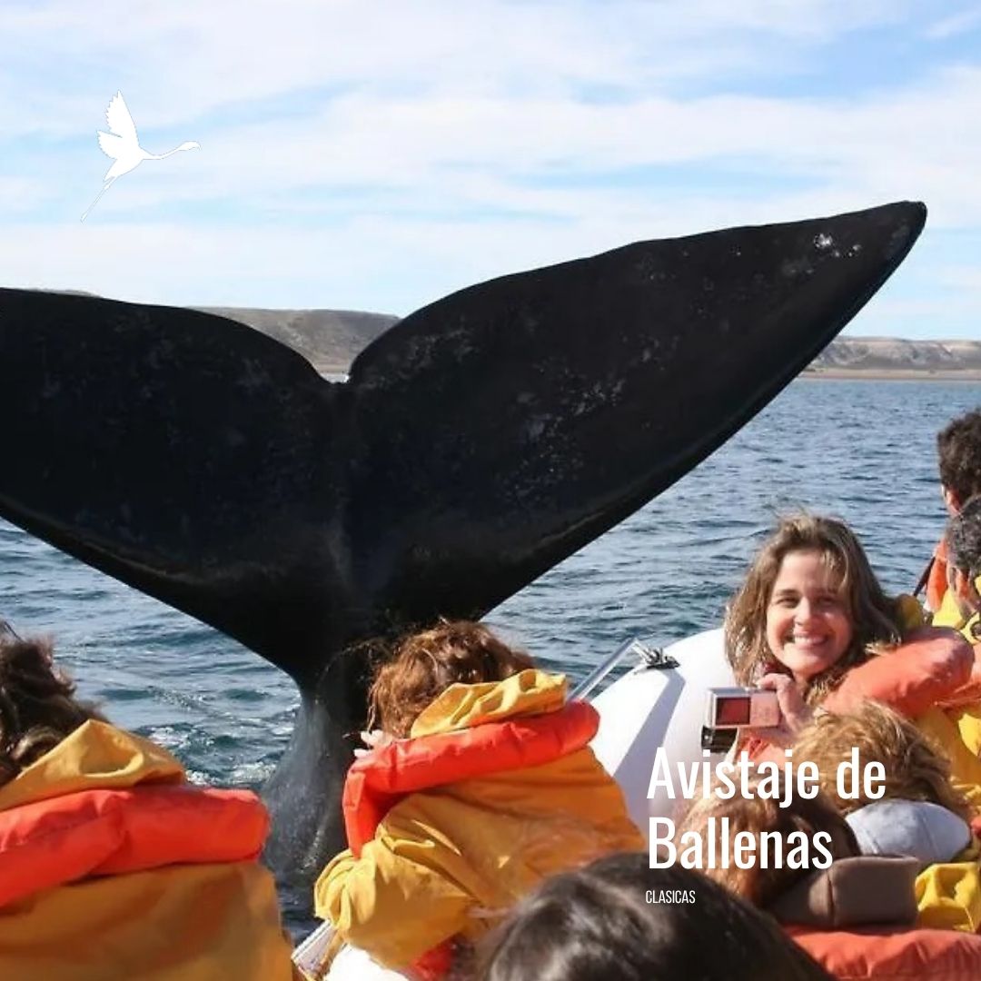 Solo Ballenas: Traslado a Puerto Pirámides con Doradillo - Imagem 8