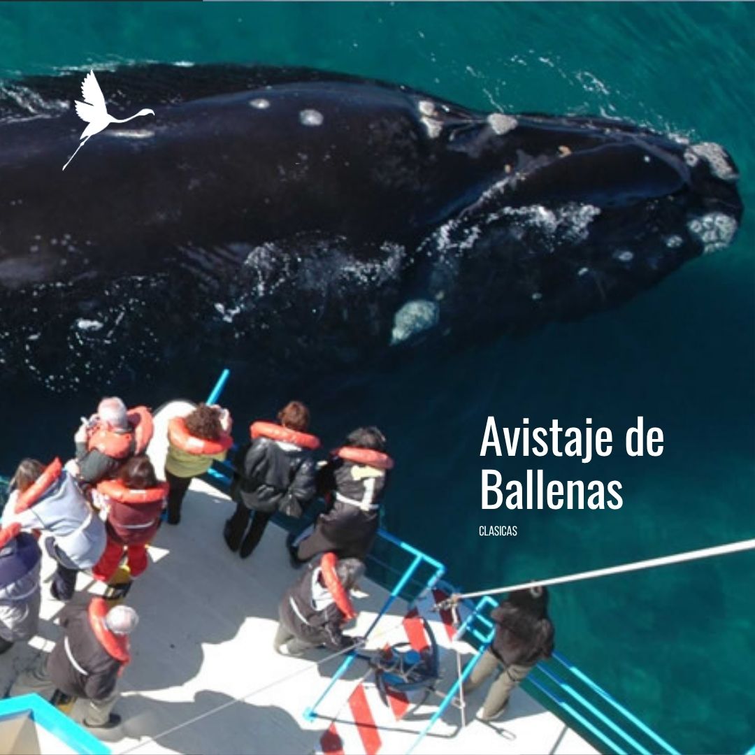 Solo Ballenas: Traslado a Puerto Pirámides con Doradillo - Imagem 7