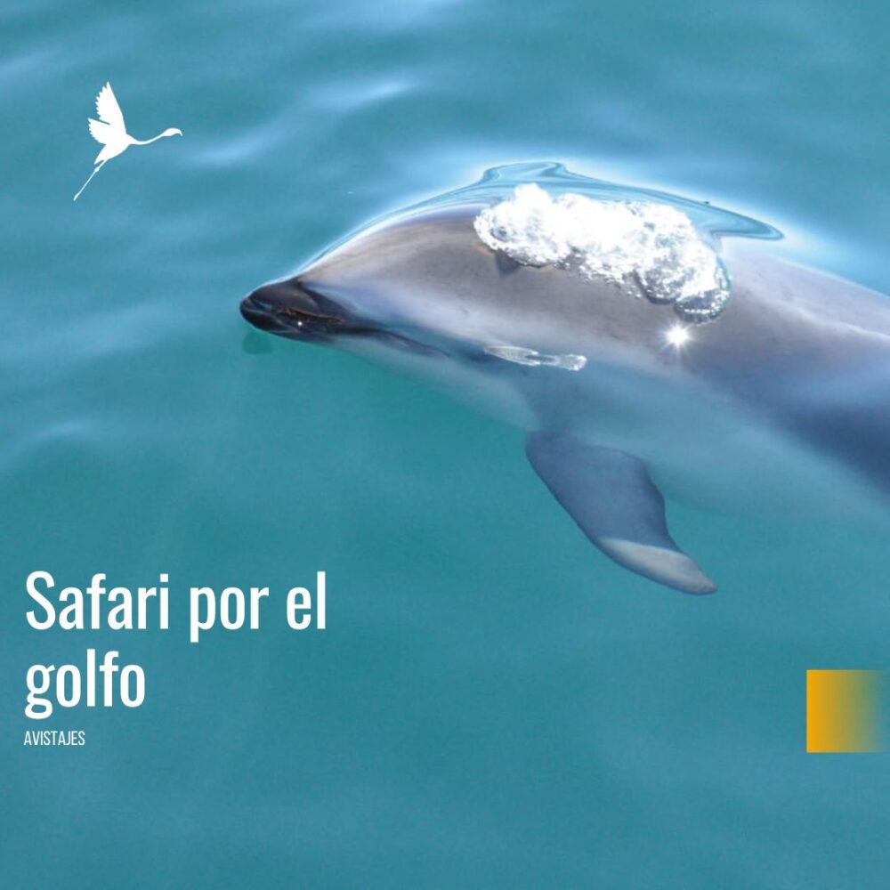 🐬⛵ Safari por el Golfo – La Excursión Más Completa en el Golfo Nuevo