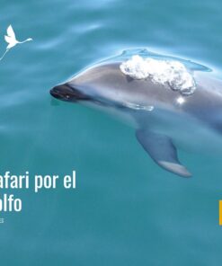 🐬⛵ Safari por el Golfo – La Excursión Más Completa en el Golfo Nuevo