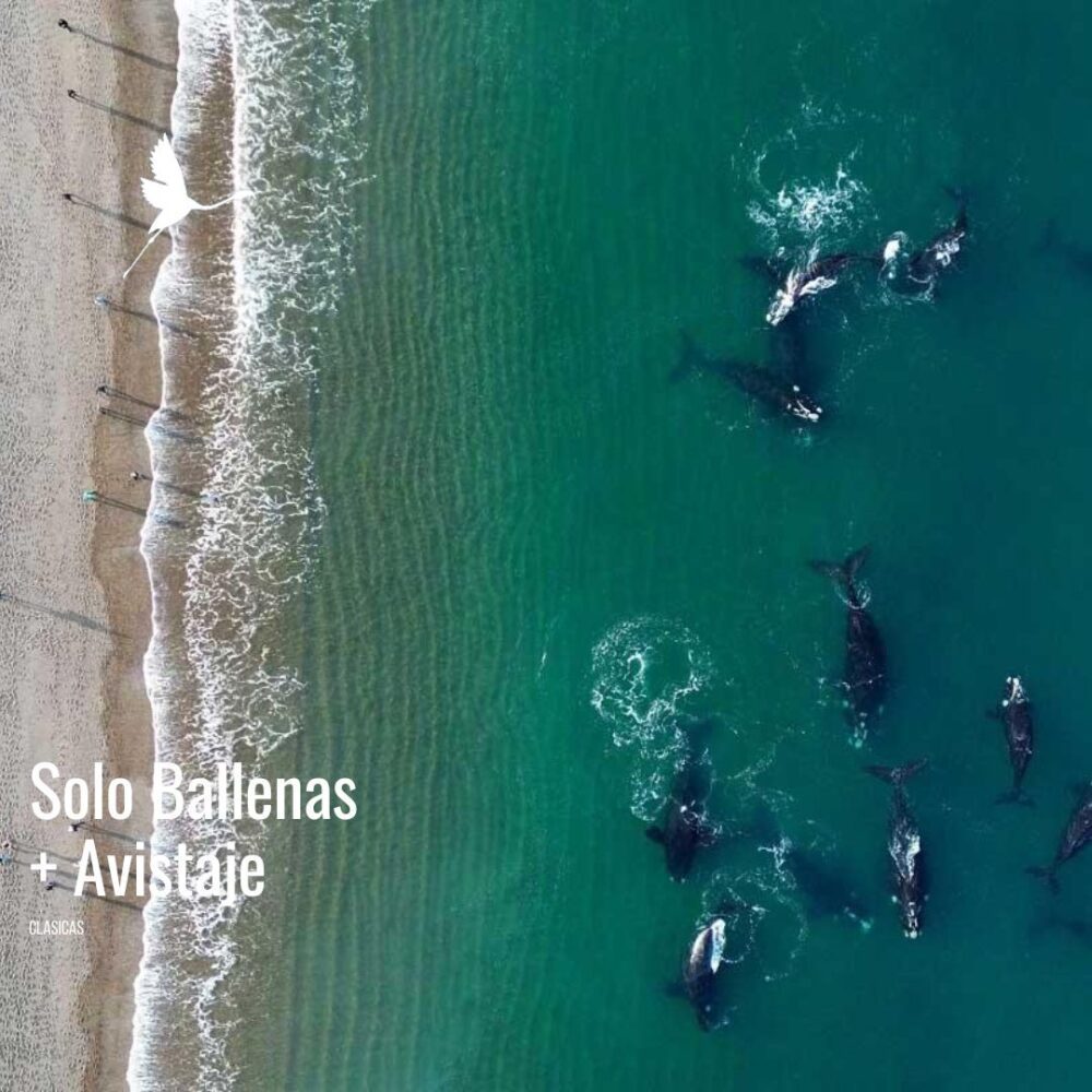 Solo Ballenas con Avistaje tradicional.