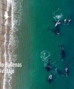 Solo Ballenas con Avistaje tradicional.