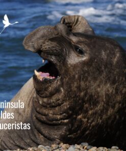 🚢 Península Valdés para Cruceristas