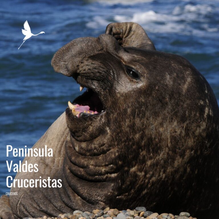 🚢 Península Valdés para Cruceristas