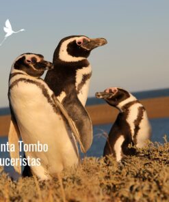 🚢 Punta Tombo para Cruceristas