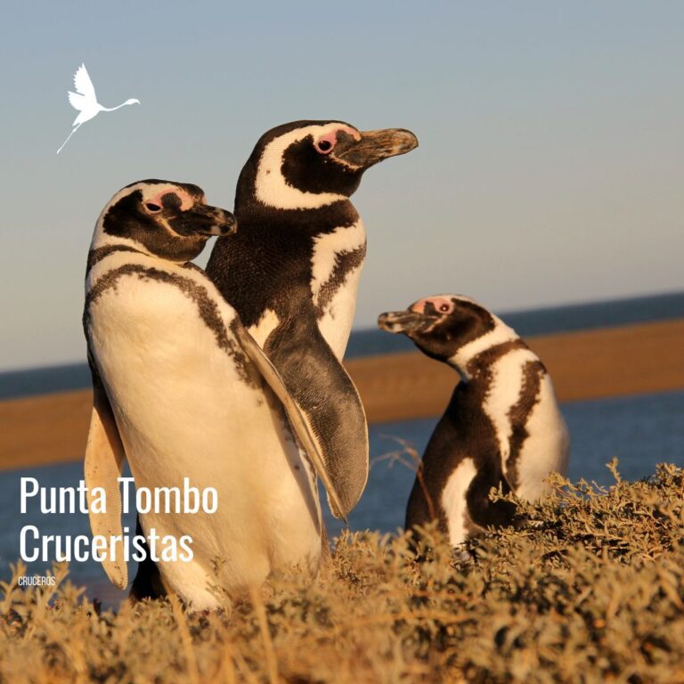 🚢 Punta Tombo para Cruceristas