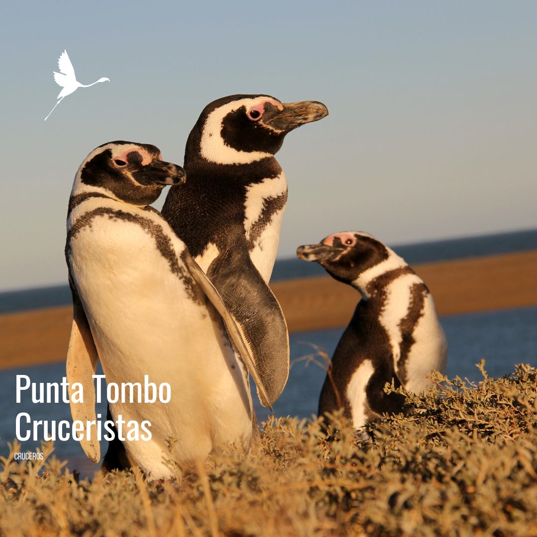 🚢 Punta Tombo para Cruceristas